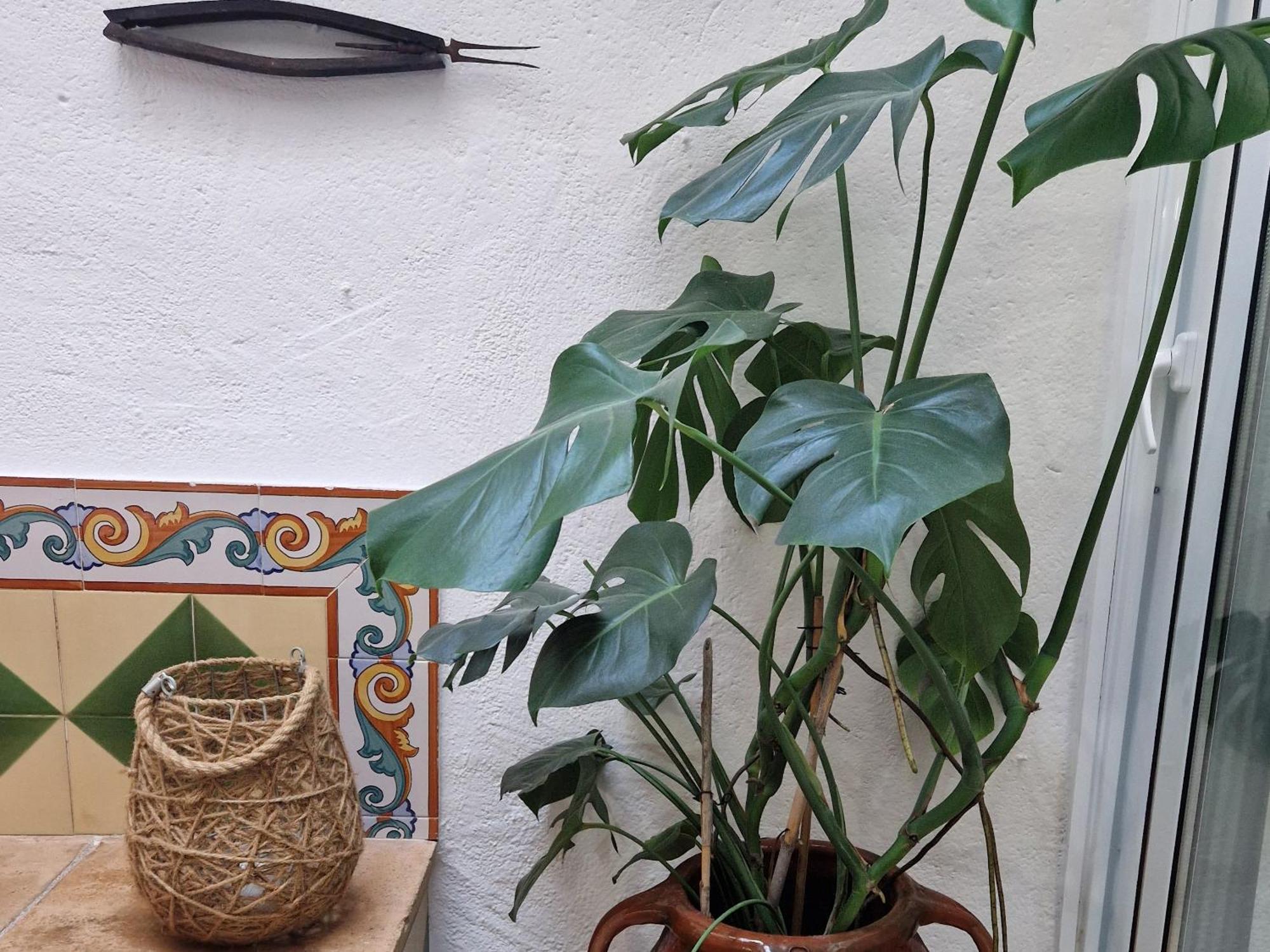 Ca La Teia Daire Bellcaire d'Emporda Dış mekan fotoğraf